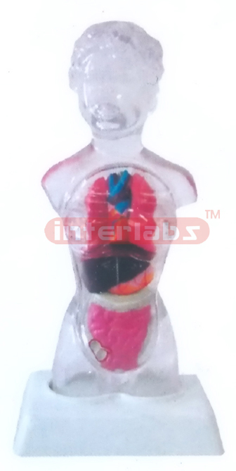 18 CM TALL TRANSPARENT FEMALE TORSO, 13 DISSECTIBLE PARTS. VISIBLE ORGANS